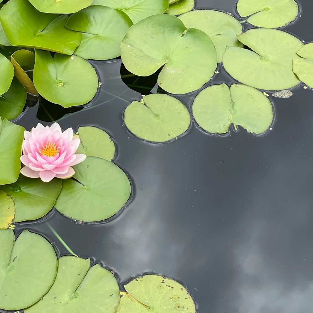 Meet your Posher, Shawnda